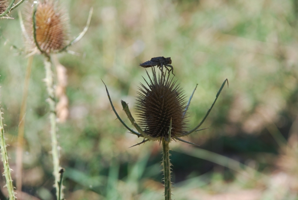 Exuvia di Odonata???